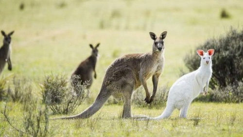 澳洲国家公园现白化袋鼠 罕见白色外衣惹眼